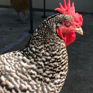 Meet your Posher, Birdy